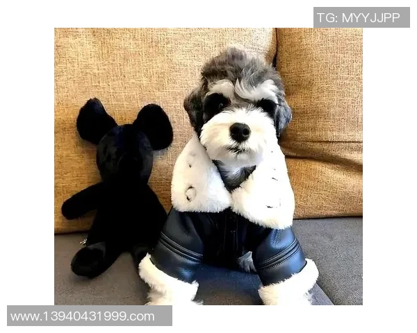 足球雪纳瑞的魅力与训练技巧探秘,助你成为球场上的明星 足球雪纳瑞的魅力与训练技巧探秘,助你成为球场上的明星